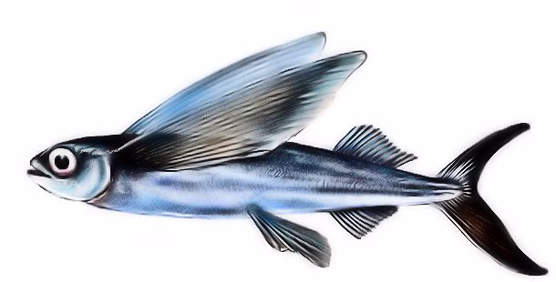 Cheilopogon pinnnatibarbatus_05